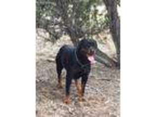 Rottweiler Puppy for sale in Ramah, NM, USA