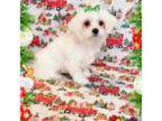 Maltese Puppy for sale in Hanover, PA, USA