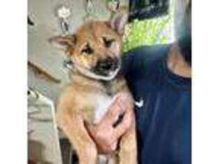 Shiba Inu Puppy for sale in Waltham, MA, USA