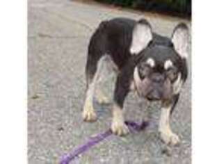 French Bulldog Puppy for sale in Albany, LA, USA