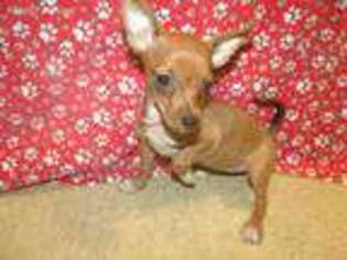 Chihuahua Puppy for sale in Paterson, NJ, USA
