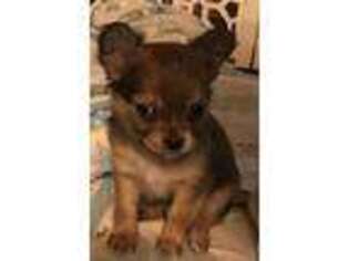 Chihuahua Puppy for sale in Plymouth, MA, USA