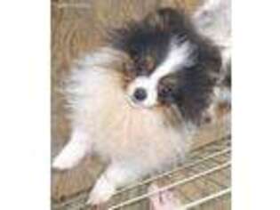 Pomeranian Puppy for sale in Shelton, WA, USA