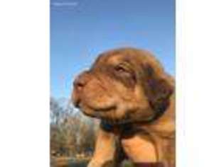 Chesapeake Bay Retriever Puppy for sale in Lonoke, AR, USA