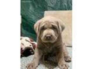 Labrador Retriever Puppy for sale in Elgin, TX, USA