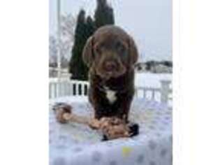 Labradoodle Puppy for sale in Bergen, NY, USA