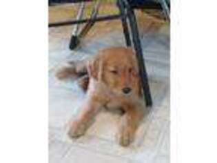 Golden Retriever Puppy for sale in Bloomfield, IN, USA