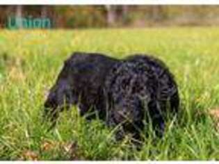 Labradoodle Puppy for sale in Fowler, MI, USA