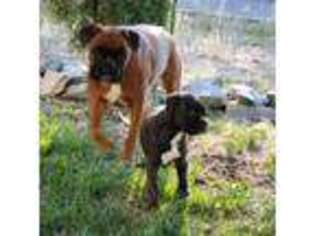 Boxer Puppy for sale in Oroville, CA, USA