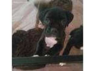 Boxer Puppy for sale in Columbus, OH, USA