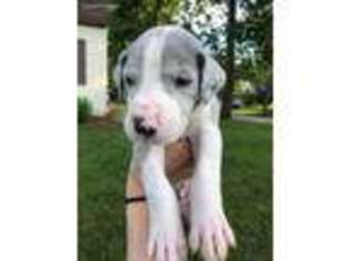 Great Dane Puppy for sale in Milaca, MN, USA