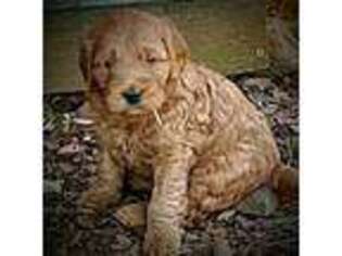 Goldendoodle Puppy for sale in Lewistown, PA, USA