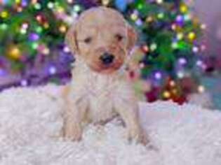 Goldendoodle Puppy for sale in Fort Worth, TX, USA