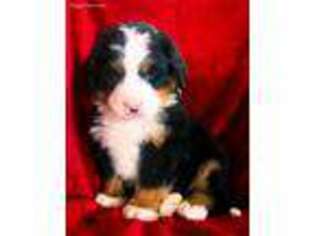 Bernese Mountain Dog Puppy for sale in West Lafayette, OH, USA