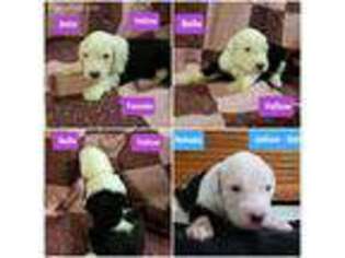 Old English Sheepdog Puppy for sale in Homeworth, OH, USA