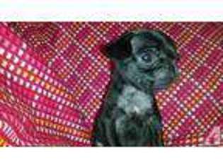 Pug Puppy for sale in HUNTSVILLE, AL, USA