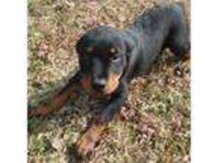 Rottweiler Puppy for sale in Roanoke, VA, USA