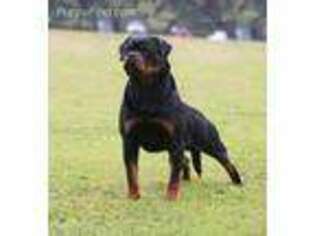 Rottweiler Puppy for sale in Houghton Lake, MI, USA