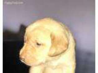 Medium Photo #1 Labrador Retriever Puppy For Sale in Menifee, CA, USA