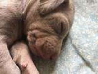 Weimaraner Puppy for sale in Coatesville, PA, USA