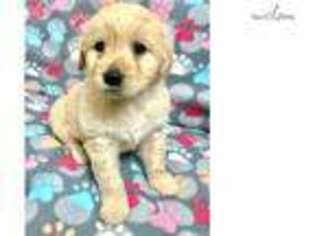 Golden Retriever Puppy for sale in Hattiesburg, MS, USA