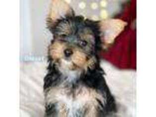 Yorkshire Terrier Puppy for sale in Wade, NC, USA