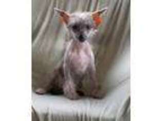 Chinese Crested Puppy for sale in Campbellsville, KY, USA