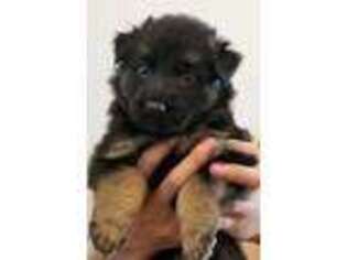 German Shepherd Dog Puppy for sale in Saint Helens, OR, USA
