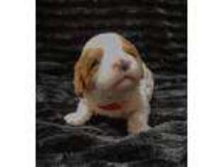 Cavapoo Puppy for sale in Lovington, IL, USA