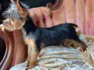 Yorkshire Terrier Puppy for sale in Monroe, LA, USA