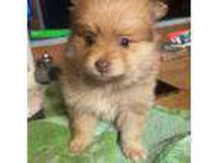 Pomeranian Puppy for sale in Friendsville, TN, USA