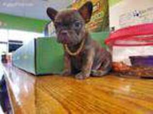 French Bulldog Puppy for sale in Villa Rica, GA, USA