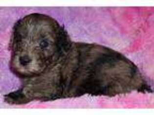 Labradoodle Puppy for sale in La Habra, CA, USA