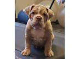 Olde English Bulldogge Puppy for sale in Ponca City, OK, USA