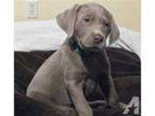 Labrador Retriever Puppy for sale in MOLINE, IL, USA