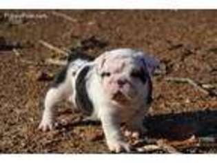 Bulldog Puppy for sale in Sidney, AR, USA