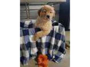 Golden Retriever Puppy for sale in Navarre, OH, USA