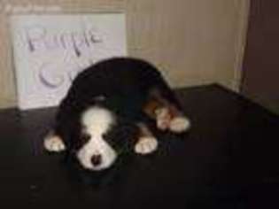 Bernese Mountain Dog Puppy for sale in Spraggs, PA, USA