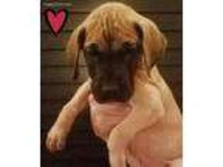 Great Dane Puppy for sale in Loma Linda, CA, USA