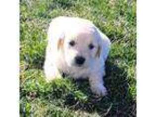 Golden Retriever Puppy for sale in Grabill, IN, USA
