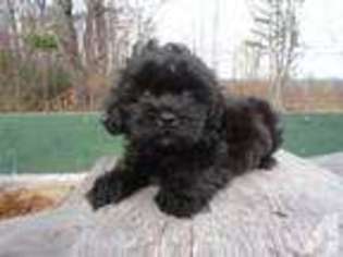 Shih-Poo Puppy for sale in DERRY, NH, USA