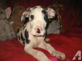 Great Dane Puppy for sale in DENVER, CO, USA