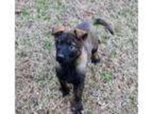 German Shepherd Dog Puppy for sale in Mableton, GA, USA