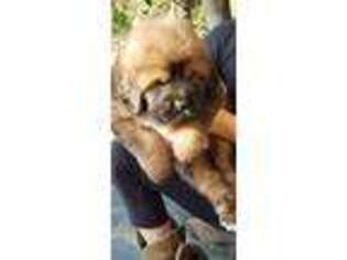 Tibetan Mastiff Puppy for sale in Monroe, NC, USA