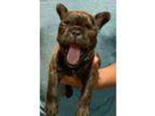 French Bulldog Puppy for sale in Essexville, MI, USA