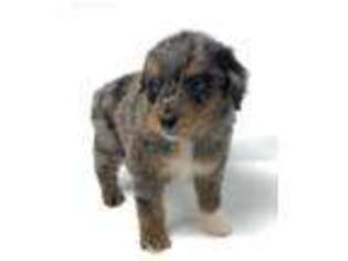 Mutt Puppy for sale in Athens, GA, USA