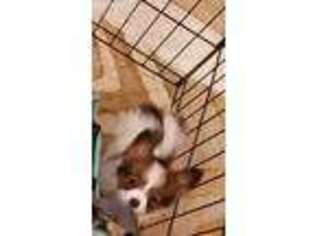 Papillon Puppy for sale in Tracy, CA, USA