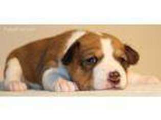 Basenji Puppy for sale in Bradenton, FL, USA