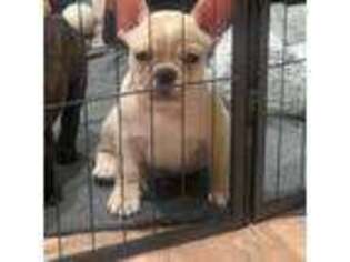 French Bulldog Puppy for sale in Union, NJ, USA