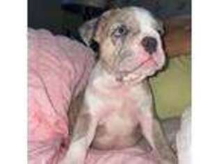 French Bulldog Puppy for sale in Wood Ridge, NJ, USA